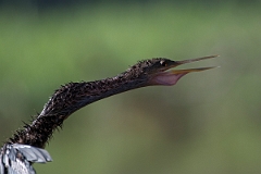 DPPhotography - Costa rica - Anhinga - B
