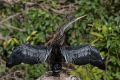 DPPhotography - Costa rica - Anhinga - D