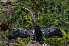 DPPhotography - Costa rica - Anhinga - E