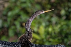 DPPhotography - Costa rica - Anhinga - F