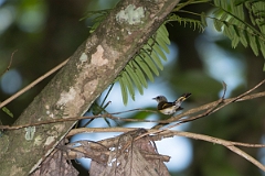 DPPhotography - Costa rica - American redstart - A
