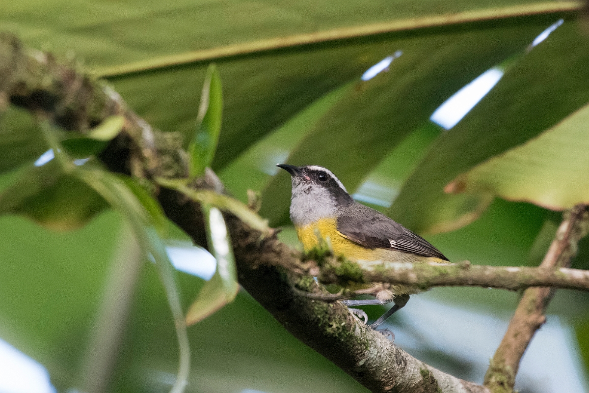 DPPhotography - Costa rica - Bananaquit - A.jpg - Bananaquit - La Qunita de Sarapiqui, Costa Rica