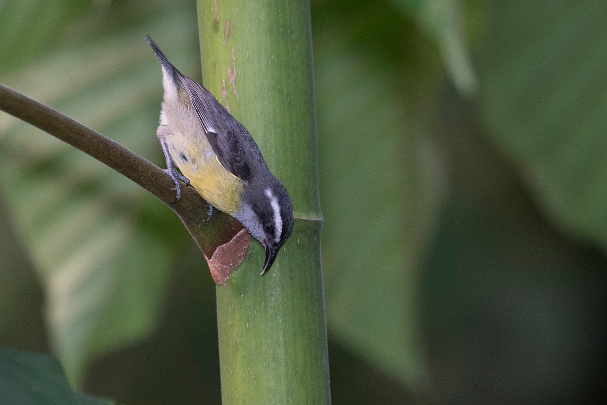 DPPhotography - Costa rica - Bananaquit - E.jpg - Bananaquit - La Qunita de Sarapiqui, Costa Rica