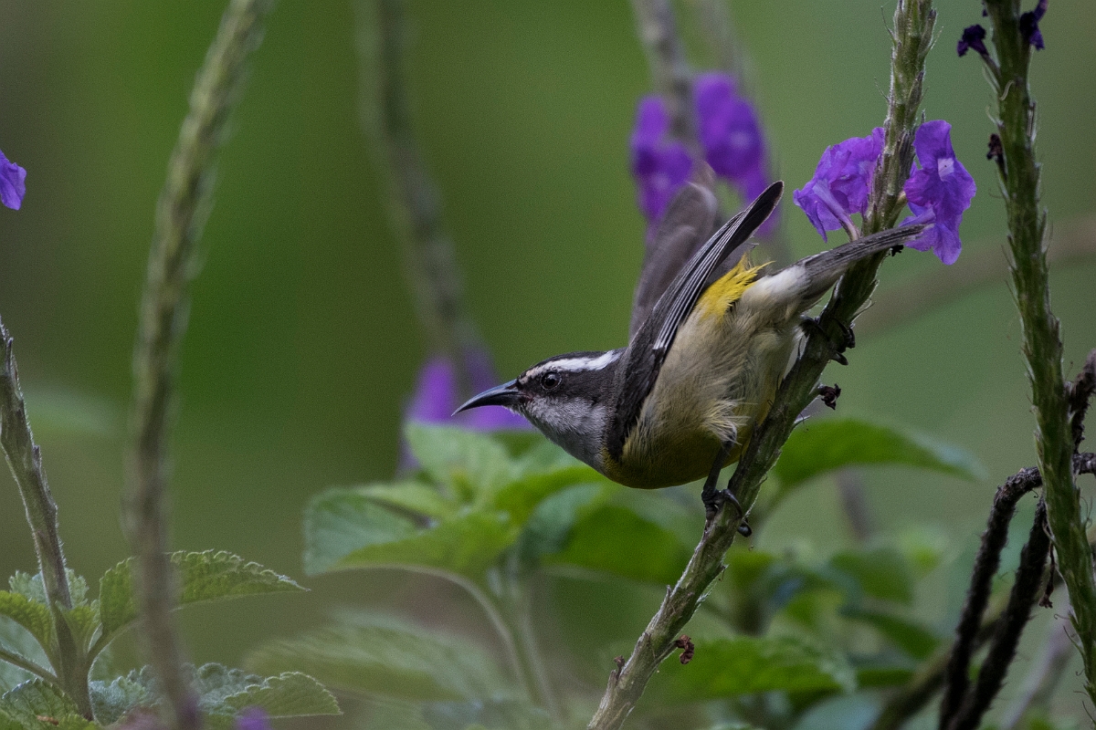 DPPhotography - Costa rica - Bananaquit - I.jpg - Bananaquit - Rancho Naturalista, Costa Rica