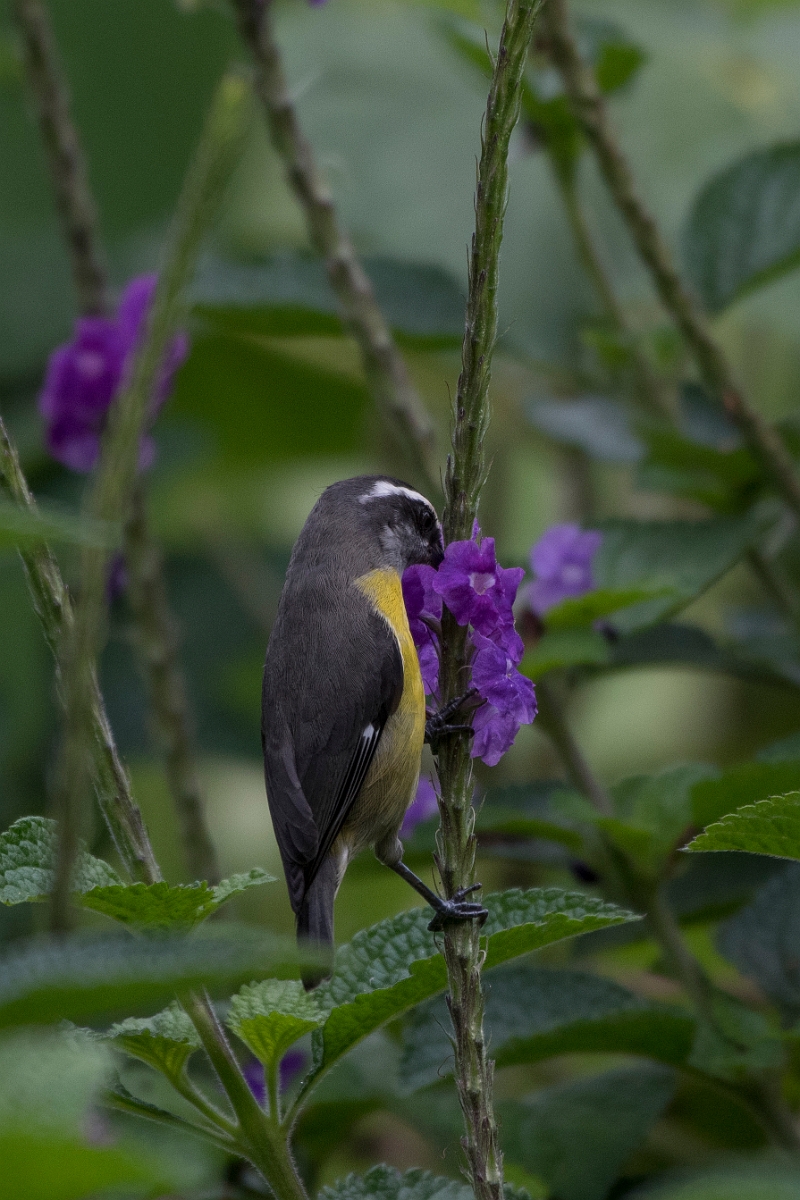 DPPhotography - Costa rica - Bananaquit - J.jpg - Bananaquit - Rancho Naturalista, Costa Rica