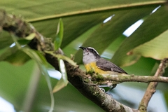 DPPhotography - Costa rica - Bananaquit - A