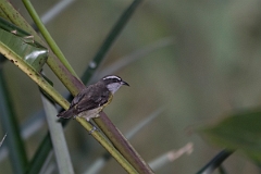 DPPhotography - Costa rica - Bananaquit - B
