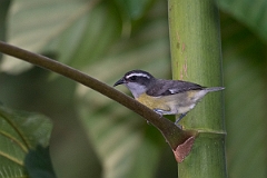 DPPhotography - Costa rica - Bananaquit - D