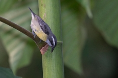 DPPhotography - Costa rica - Bananaquit - E