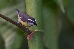DPPhotography - Costa rica - Bananaquit - F