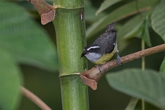 DPPhotography - Costa rica - Bananaquit - G