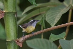 DPPhotography - Costa rica - Bananaquit - H