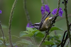 DPPhotography - Costa rica - Bananaquit - I