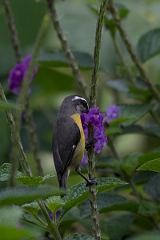 DPPhotography - Costa rica - Bananaquit - J