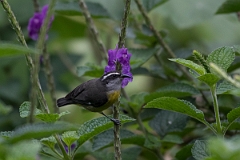DPPhotography - Costa rica - Bananaquit - K