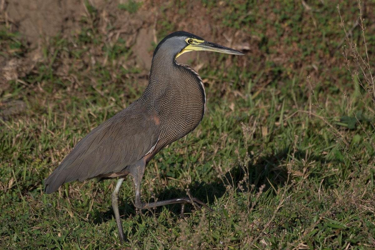 DPPhotography - Costa rica - Bare-throated tiger-heron - D.jpg - Bare-throated tiger-heron - Osa peninsula, Costa Rica