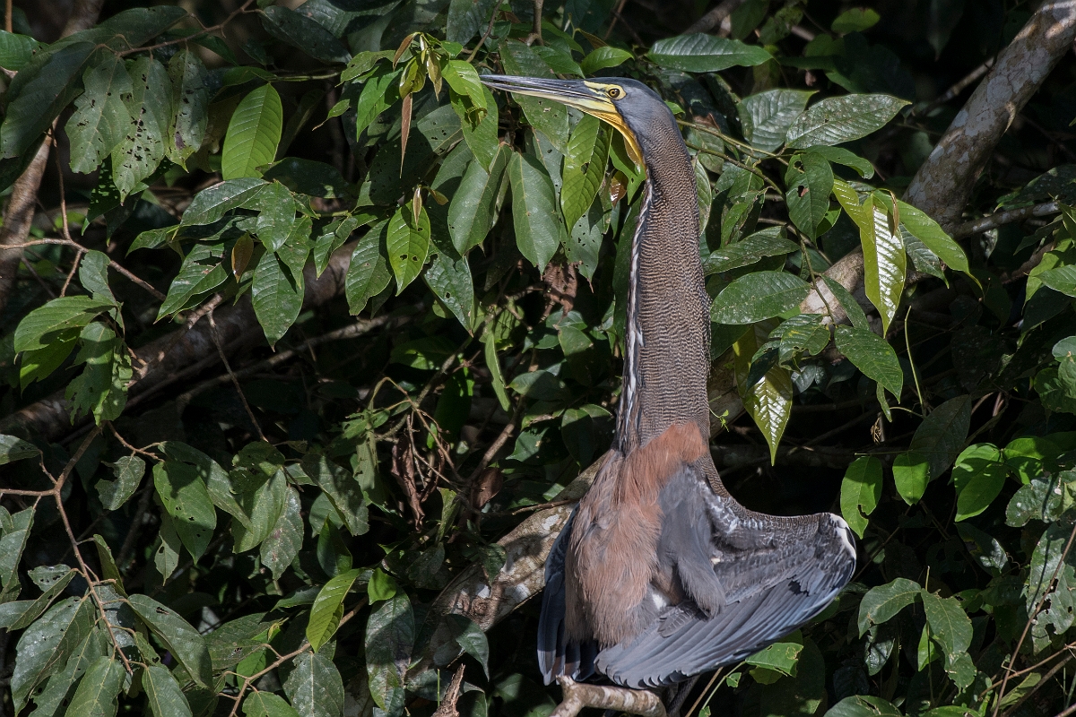 DPPhotography - Costa rica - Bare-throated tiger-heron - I.jpg - Bare-throated tiger-heron - Tortuguero, Costa Rica