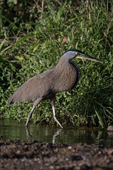 DPPhotography - Costa rica - Bare-throated tiger-heron - A