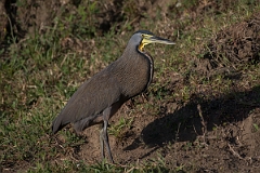 DPPhotography - Costa rica - Bare-throated tiger-heron - C