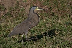 DPPhotography - Costa rica - Bare-throated tiger-heron - D