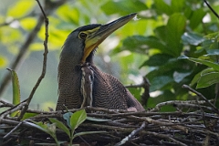 DPPhotography - Costa rica - Bare-throated tiger-heron - E