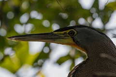 DPPhotography - Costa rica - Bare-throated tiger-heron - F