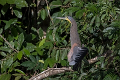 DPPhotography - Costa rica - Bare-throated tiger-heron - G