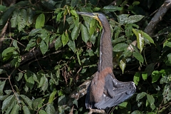 DPPhotography - Costa rica - Bare-throated tiger-heron - I