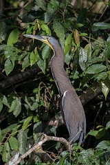 DPPhotography - Costa rica - Bare-throated tiger-heron - J