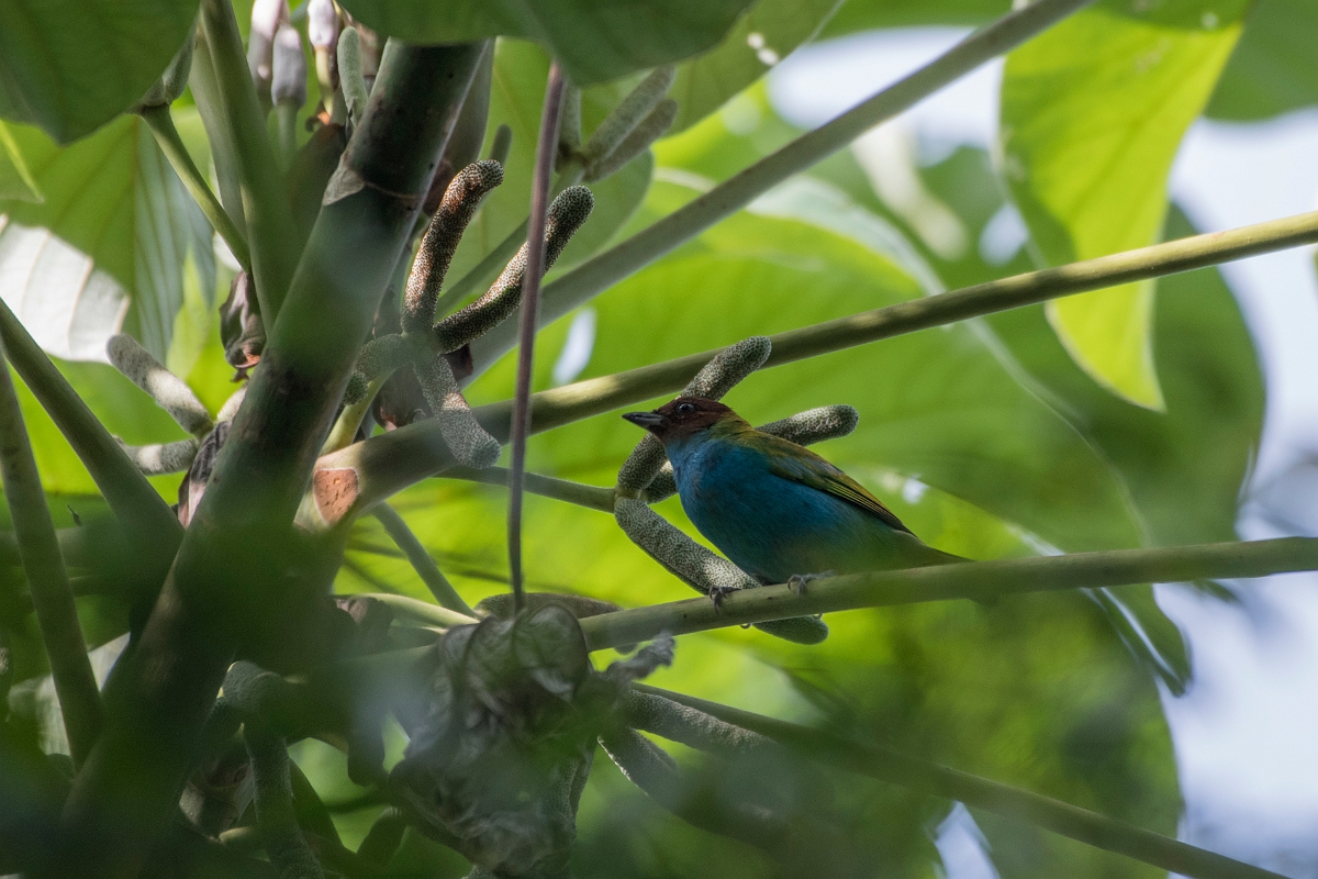 DPPhotography - Costa rica - Bay-headed tanager - A.jpg - Bay-headed tanager - El Remanso, Costa Rica