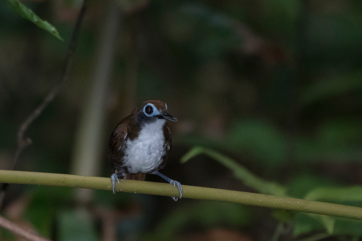 DPPhotography - Costa rica - Bicolored antbird - E.jpg - Bicolored antbird - El Remanso, Costa Rica