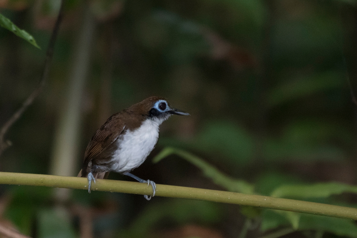 DPPhotography - Costa rica - Bicolored antbird - F.jpg - Bicolored antbird - El Remanso, Costa Rica