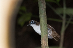 DPPhotography - Costa rica - Bicolored antbird - A