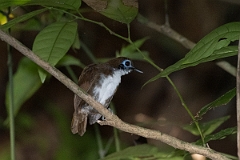 DPPhotography - Costa rica - Bicolored antbird - B