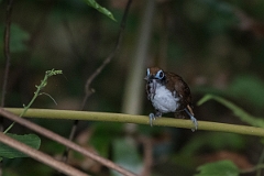 DPPhotography - Costa rica - Bicolored antbird - D