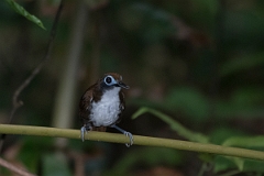 DPPhotography - Costa rica - Bicolored antbird - E