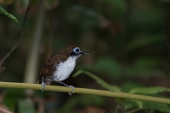 DPPhotography - Costa rica - Bicolored antbird - F