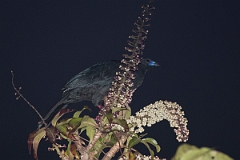 DPPhotography - Costa rica - Black guan - A