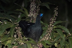 DPPhotography - Costa rica - Black guan - B