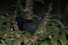 DPPhotography - Costa rica - Black guan - C