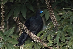 DPPhotography - Costa rica - Black guan - D