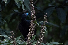 DPPhotography - Costa rica - Black guan - F