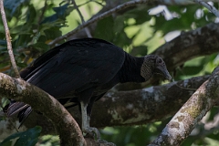 DPPhotography - Costa rica - Black vulture - A
