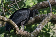 DPPhotography - Costa rica - Black vulture - C