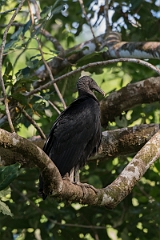 DPPhotography - Costa rica - Black vulture - D