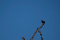DPPhotography - Costa rica - Black vulture - E