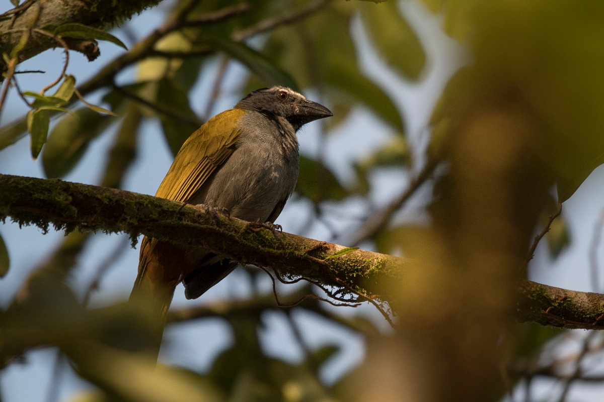 DPPhotography - Costa rica - Black-beaked saltator - A.jpg - Black-beaked saltator - La Qunita de Sarapiqui, Costa Rica