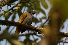 DPPhotography - Costa rica - Black-beaked saltator - A