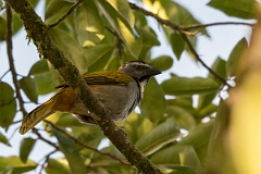 DPPhotography - Costa rica - Black-beaked saltator - B