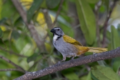 DPPhotography - Costa rica - Black-beaked saltator - C